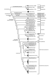 Image result for Eriolaena rulkensii