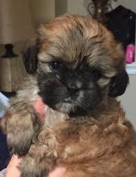 The shih tzu enjoys short daily walks or vigorous indoor play sessions and games. Adorable Shih Tzu Puppies For Adoption 7 Weeks Old For Sale In San Antonio Texas Classified Americanlisted Com