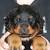 Husky Rottweiler Puppy