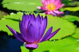 Friendly flowers san angelo texas. 5 Amazing Things You Can Do In San Angelo This Spring Tour Texas