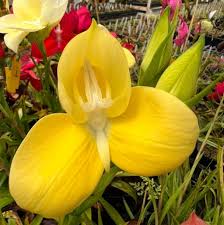 Image result for Pearsonia uniflora