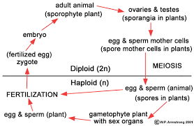 Plant cells vary greatly in shape and function, but in general each has a cell wall surrounding a protoplast , which is differentiated into a nucleus and cytoplasm. Lab Manual Exercise 8
