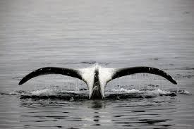 Bowhead Whale Facts Pictures More About Bowhead Whale