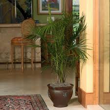 Work with a coldwell banker agent to learn more. Shop 3 75 Gallon Majesty Palm L20955hp At Lowes Com Majesty Palm Palm House Plants Plants