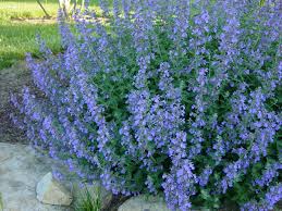 Catnip flowers are typically white. Weekly Plant Spotlight Walker S Low Catmint Pierce Grove