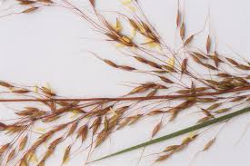 Image result for Loudetia kagerensis