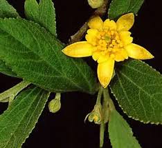 Image result for Grewia retinervis