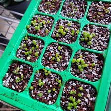 Most cacti seeds require light for germination. Anyone Here Grown Cactus From Seed Cactus