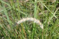 Image result for Elionurus