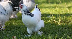 Hühnerrassen für anfänger manche tiere passen besser zu neulingen auf dem gebiet der hühnerhaltung als andere. Winterleger Welche Auswahl Gibt Es Bauernhahn Statt Turbohuhn