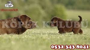 Bursa Kopek Ciftligi 0532 343 8041 Kopek Kulubu Artist Animals Skye