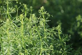 Image result for Pavetta stenosepala