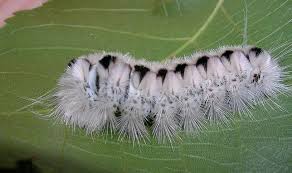 Black And Yellow Striped Caterpillar Poisonous Science News Fuzzy Caterpillar Moth Caterpillar Poisonous Caterpillars