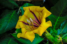 Image result for Solandra maxima