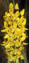 Image result for Disa fragrans