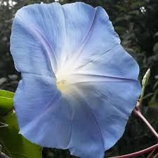 Image result for Ipomoea tricolor