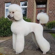 Maybe you would like to learn more about one of these? 780 Poodles Ideas Poodle Standard Poodle Poodle Dog
