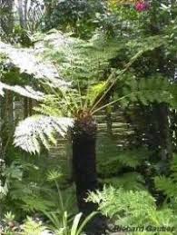 Image result for Cyathea dregei