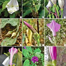 Image result for Ipomoea rubens