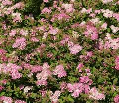Image result for Spiraea japonica ´Little Princess