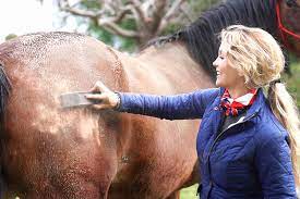 Using Therapeutic Grooming For Treating Chronic Back Pain In Horses Ivc Journal