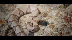 Check spelling or type a new query. Baby Copperhead Season Hits Missouri S Ozarks Wthr Com