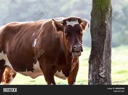 This panel includes all three available tests for milk protein: Belgian Blue Beef Image Photo Free Trial Bigstock