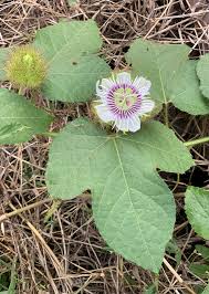 Image result for Passiflora foetida
