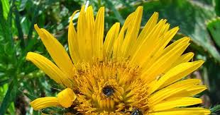 Image result for Berkheya zeyheri