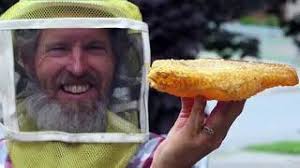 Honey of a hive removed from home, relocated to yard (With video)