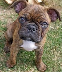 The lifespan of this crossbreed is 10 to 13 years. 11 Of The Cutest And Funniest French Bulldog Mixes