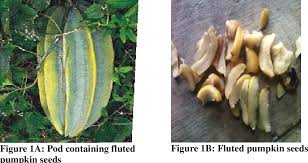 Image result for Telfairia occidentalis