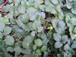 There is a distinctive looking weed that is encroaching over the area. Indian Strawberry