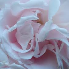 Ein mädchen, das ihm als die pure liebe unschuld ? Shan Shija Pure Liebe Musik By Ina Nathim