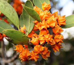 Image result for Pterocelastrus