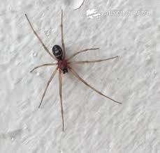 La araña no esperará mucho tiempo antes de abalanzarse sobre la presa, tras lo cual inyectará el veneno que descompondrá la carne del insecto, para terminar finalmente devorándolo. Aranas Caseras Botanical Online