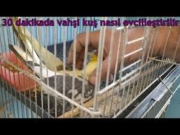 Cockatiel S Movements And Meanings Youtube