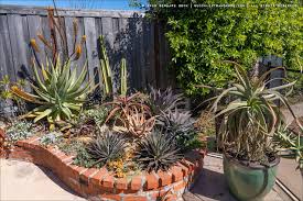 Image result for Aloe aculeata × globuligemma