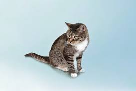 Natural treatment of feline upper respiratory tract infections march 21, 2014 april 23, 2021 melody mckinnon 3 primarily a problem for kittens, cats with low immunity, or cats with a weakened respiratory system, serious upper respiratory tract infections can be caused by several infectious organisms. Feline Rhinitis And Upper Respiratory Disease Today S Veterinary Practice