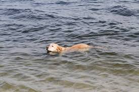 To confirm the diagnosis, an upper airway examination is performed. My Dog S Bout With Laryngeal Paralysis Pethelpful