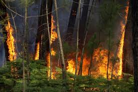 O vento, que «sopra com alguma. Mais De 100 Bombeiros E Oito Meios Aereos Combatem Incendio Em Loule
