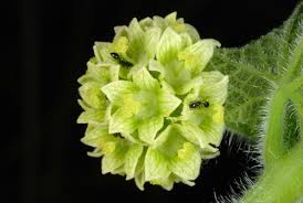 Image result for Sicyos