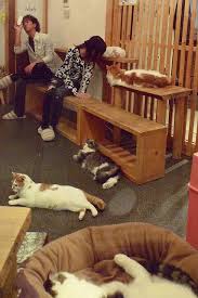 Cat Cafe Kyoto Japan Cat Cafe Pet Cafe Pet Spaces