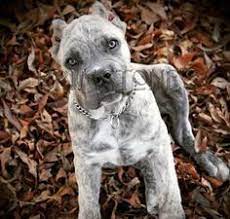 Cane corso · lonsdale, mn. 260 Cane Corso Ideas Cane Corso Corso Dog Cane Corso Dog
