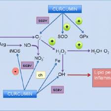 curcumin s antioxidant mechanisms in this chart the