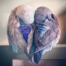 Pin By Fati Memmedova On Beautiful Birds Beautiful Birds Pet Birds Animals Beautiful