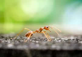 You may live carelessly for a number of years not thinking of their existence and one day discover an ant colony or a bee swarm. 2021 Ant Exterminator Cost Ant Pest Control Cost