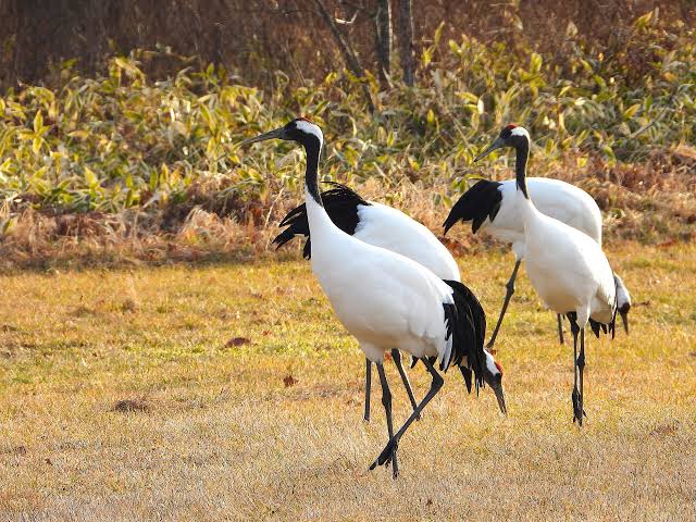 Red-crowned Crane – Identification & Facts | Wildlife of Japan