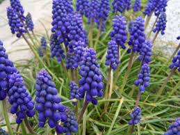 The term violet was originally derived from the latin word viola, which refers to the name of the violet flower. purple vs violet. Muscari Armeniacum Wikipedia