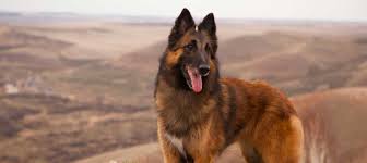 Sable, and black and tan. Belgian Tervuren Puppies For Sale Greenfield Puppies